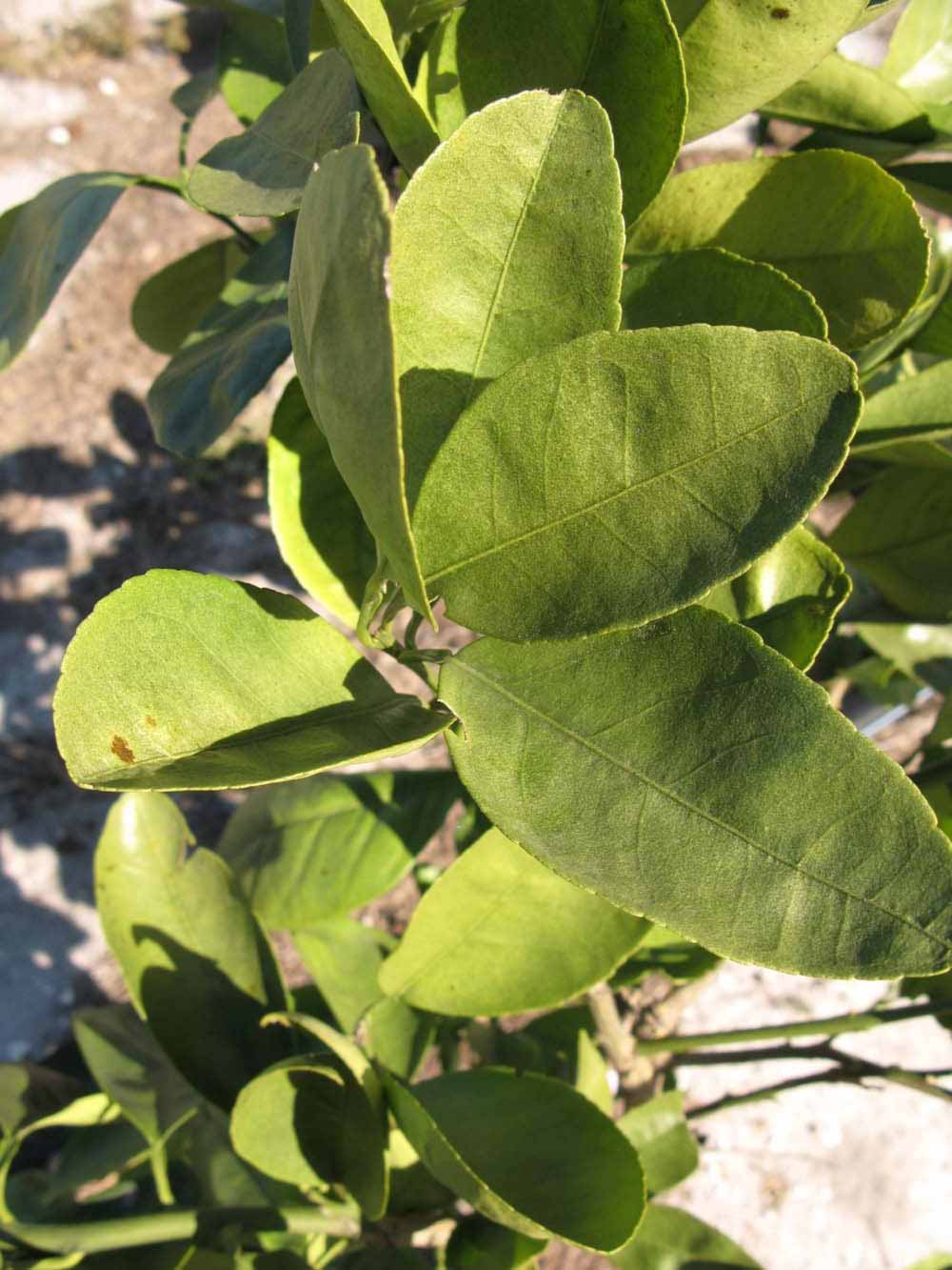            Sun leaves (Winter Haven, FL)   